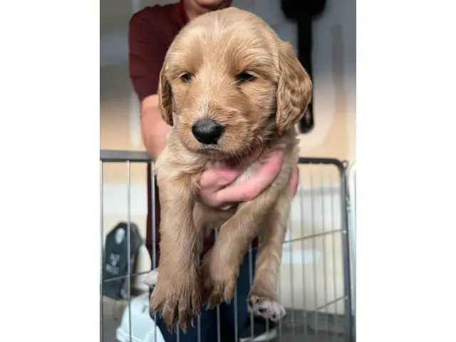 5 Double Doodle Puppies for Sale - 3/5