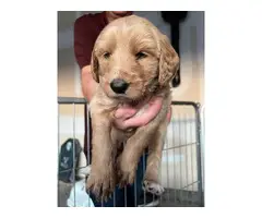 5 Double Doodle Puppies for Sale - 3