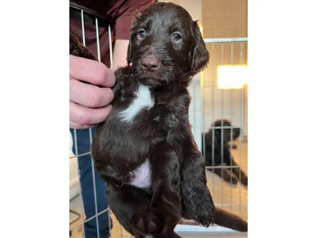 5 Double Doodle Puppies for Sale - 5/5