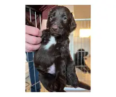 5 Double Doodle Puppies for Sale - 5