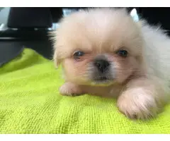 Purebred Pekingese puppies for sale - 7