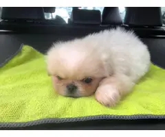 Purebred Pekingese puppies for sale - 8