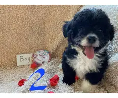 3 month old Maltipoo puppy for sale