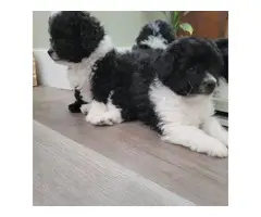 3 month old Maltipoo puppy for sale - 3