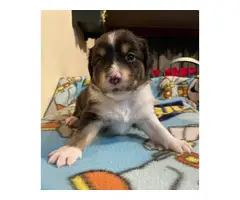 2 males and 2 females Aussie puppies for sale - 2