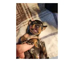 Male mini daschund puppy for adoption