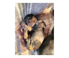 Male mini daschund puppy for adoption