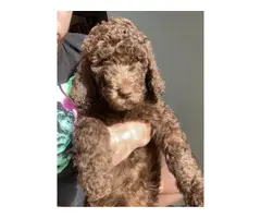 Fullblooded Standard Poodle Puppies for sale