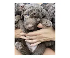 Fullblooded Standard Poodle Puppies for sale