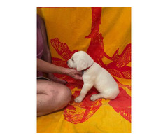 6x White Labrador Retriever Puppies for Sale
