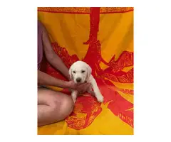 6x White Labrador Retriever Puppies for Sale