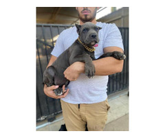 AKC Grey and black Cane Corso Puppies for Sale