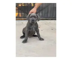 AKC Grey and black Cane Corso Puppies for Sale - 3