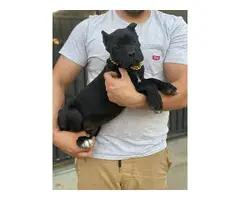 AKC Grey and black Cane Corso Puppies for Sale - 5