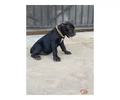 AKC Grey and black Cane Corso Puppies for Sale - 6