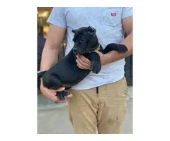 AKC Grey and black Cane Corso Puppies for Sale - 8