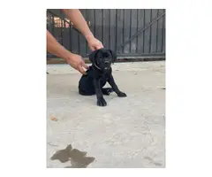 AKC Grey and black Cane Corso Puppies for Sale - 10