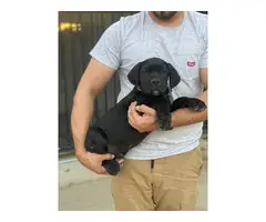 AKC Grey and black Cane Corso Puppies for Sale - 11