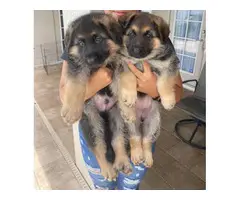 2 GSD puppies for sale