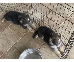2 GSD puppies for sale - 2