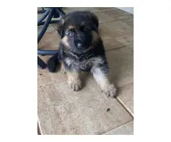2 GSD puppies for sale - 3