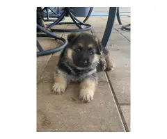 2 GSD puppies for sale - 4
