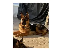 2 GSD puppies for sale - 6