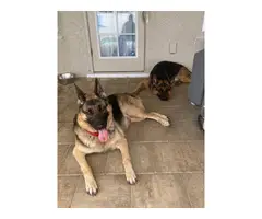2 GSD puppies for sale - 8