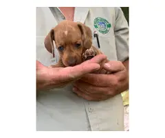 6 week old miniature dachshund puppies for sale