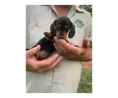6 week old miniature dachshund puppies for sale