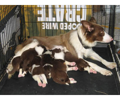 6 Beautiful little Tri-Red Border Collie Puppies