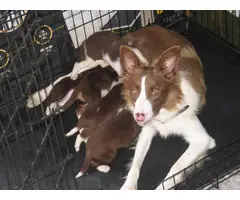 6 Beautiful little Tri-Red Border Collie Puppies - 2