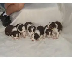 6 Beautiful little Tri-Red Border Collie Puppies - 3