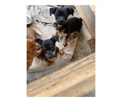 4 little Chihuahua looking for homes