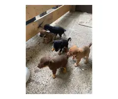 4 little Chihuahua looking for homes