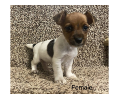 3 Jack Russell Terrier Pups Available