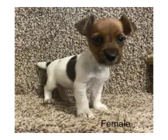3 Jack Russell Terrier Pups Available