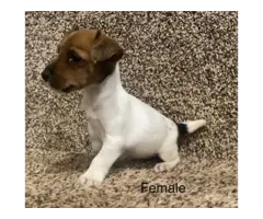 3 Jack Russell Terrier Pups Available - 2