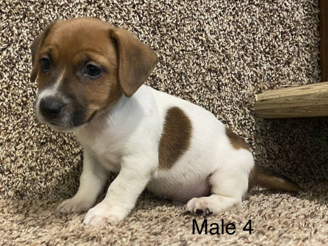 3 Jack Russell Terrier Pups Available Atlanta - Puppies for Sale Near Me