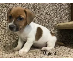3 Jack Russell Terrier Pups Available - 3