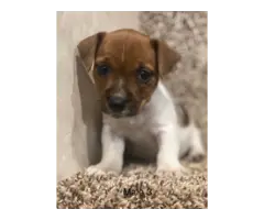 3 Jack Russell Terrier Pups Available - 4