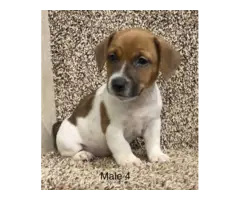 3 Jack Russell Terrier Pups Available - 5