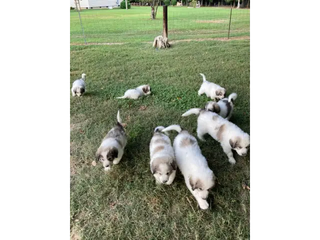 9 weeks old Great Pyrenees puppies for sale - 1/8
