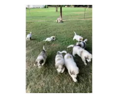 9 weeks old Great Pyrenees puppies for sale - 1