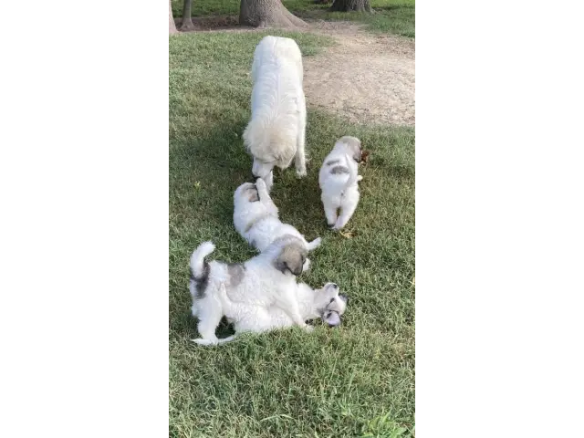 9 weeks old Great Pyrenees puppies for sale - 2/8