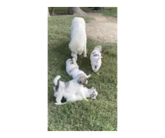 9 weeks old Great Pyrenees puppies for sale - 2