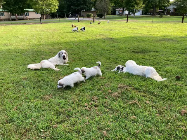 9 weeks old Great Pyrenees puppies for sale - 3/8