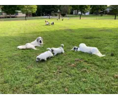9 weeks old Great Pyrenees puppies for sale - 3
