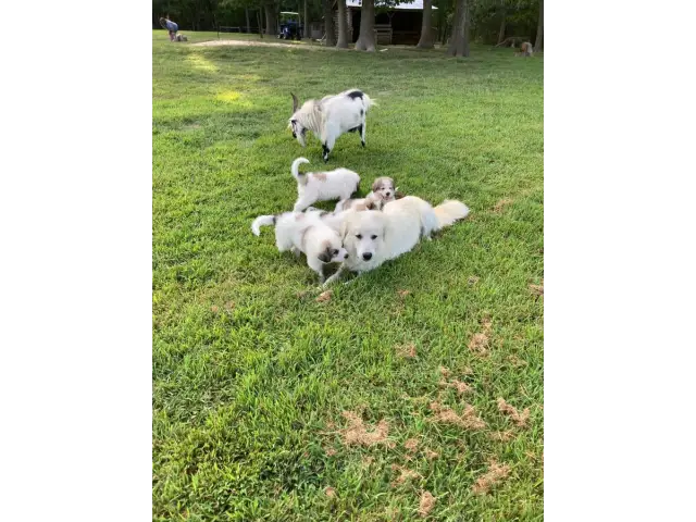 9 weeks old Great Pyrenees puppies for sale - 4/8