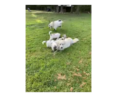 9 weeks old Great Pyrenees puppies for sale - 4